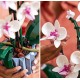 10311 l'orchidee 608 pieces - lego botanical-lilojouets-questembert-muzillac-morbihan