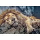 Puzzle lion dormant 1000 pieces 68x48cm - trefl-lilojouets-questembert-muzillac-morbihan